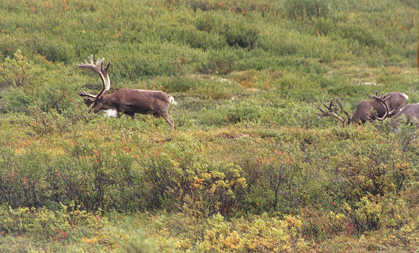 Caribou