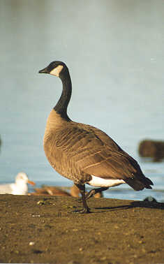 Canada Goose