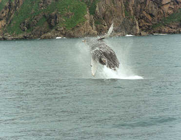 Humpback