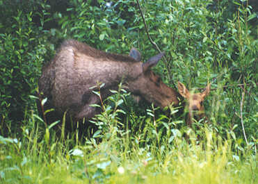 Moose cow and calf