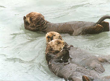 Sea Otters