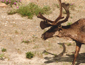 Caribou in velvet